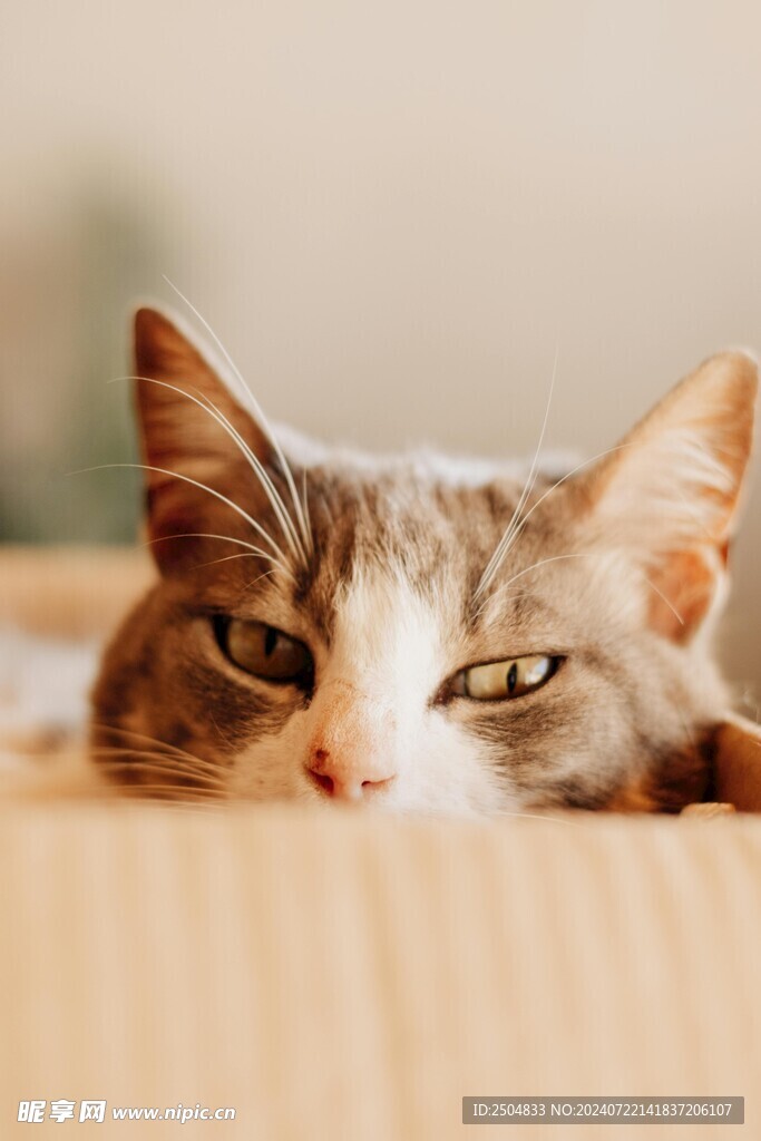 猫