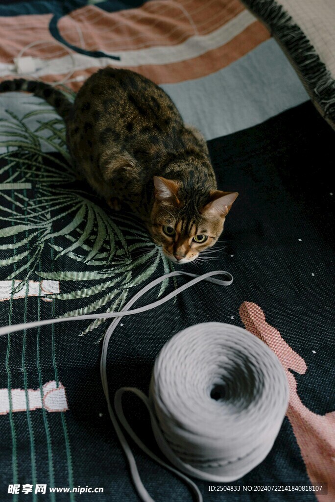 猫