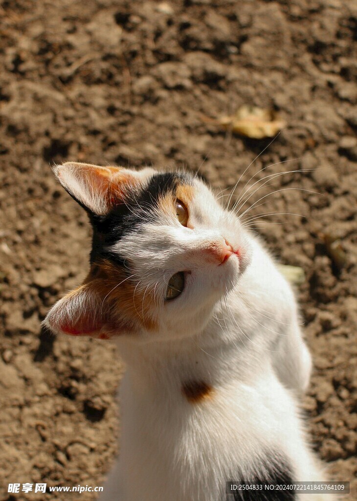 猫