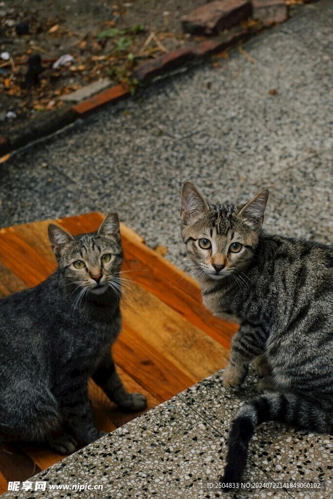 猫