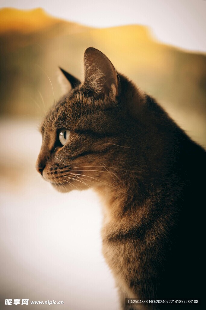 猫
