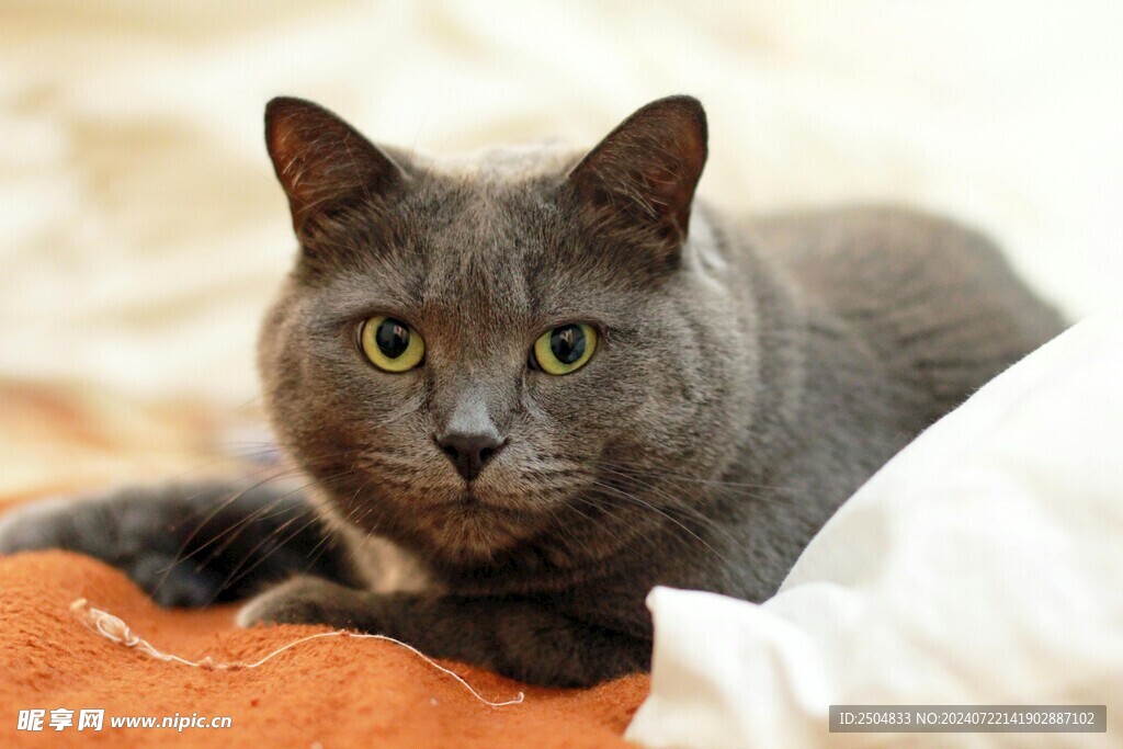 猫