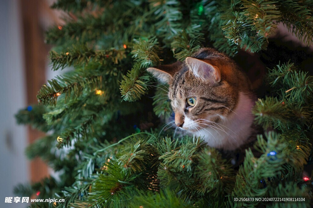 猫