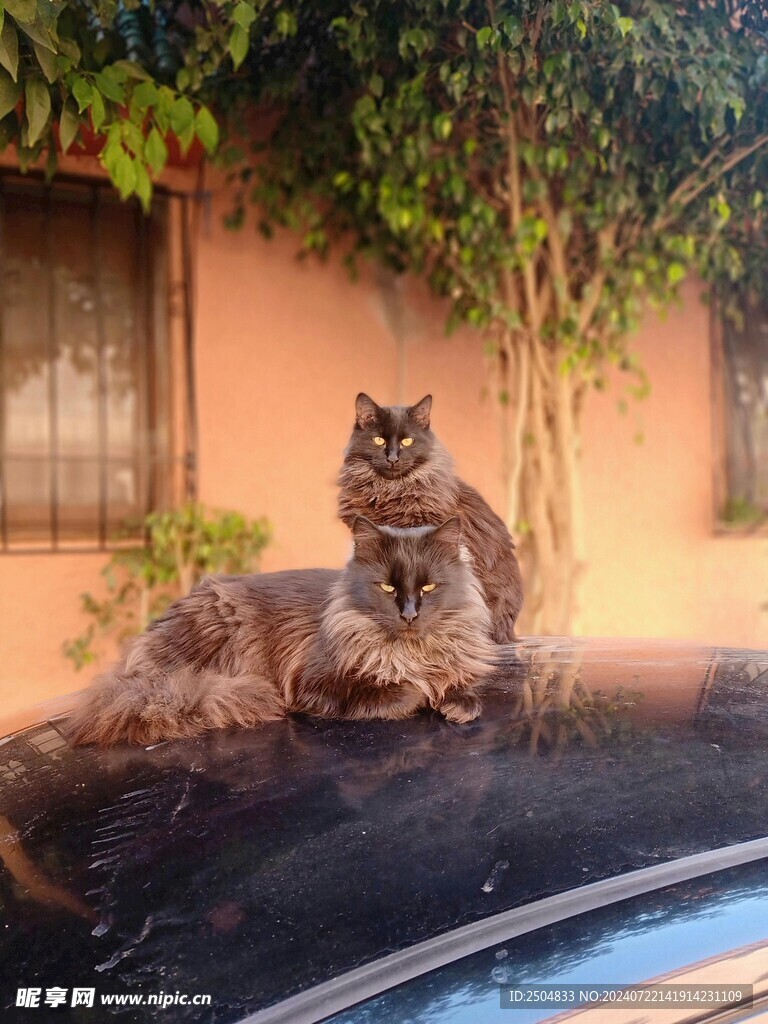 猫