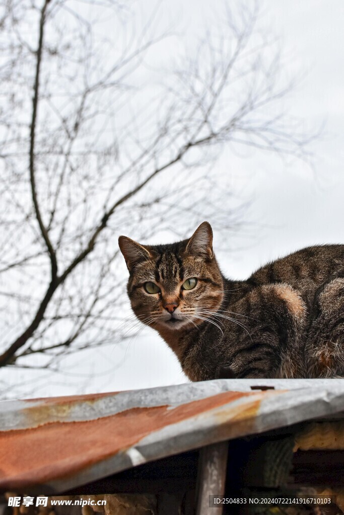 猫