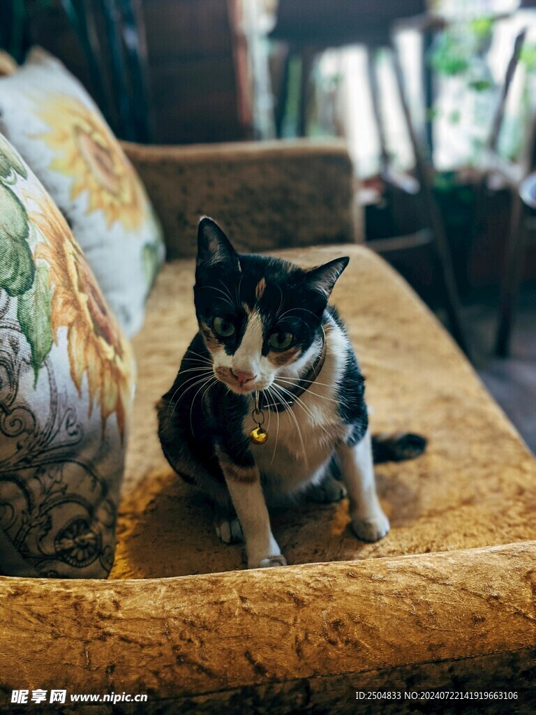 猫