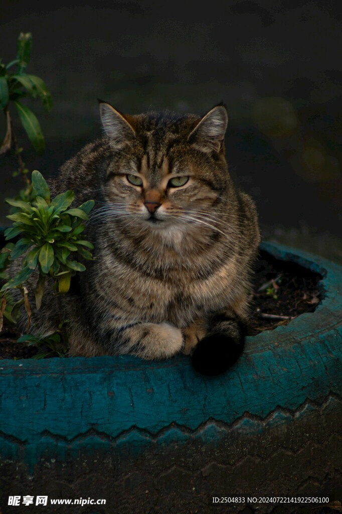 猫
