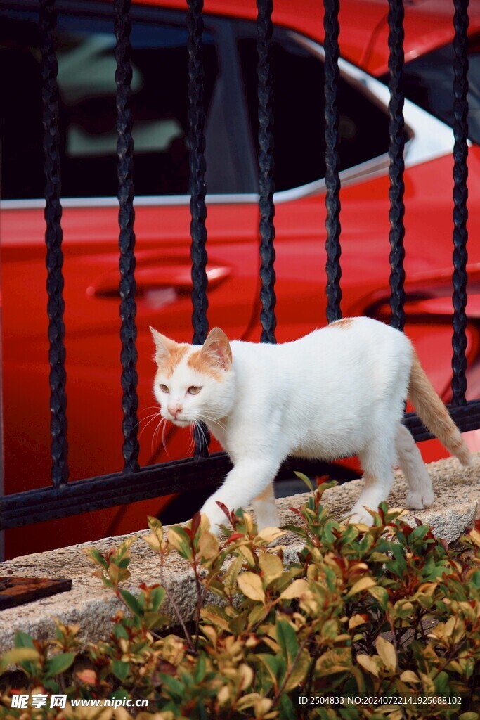 猫