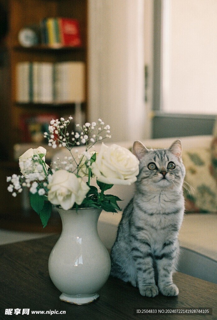 猫