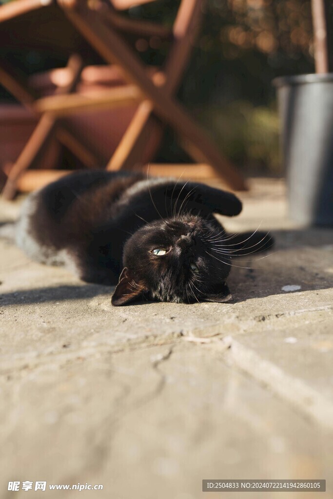 猫