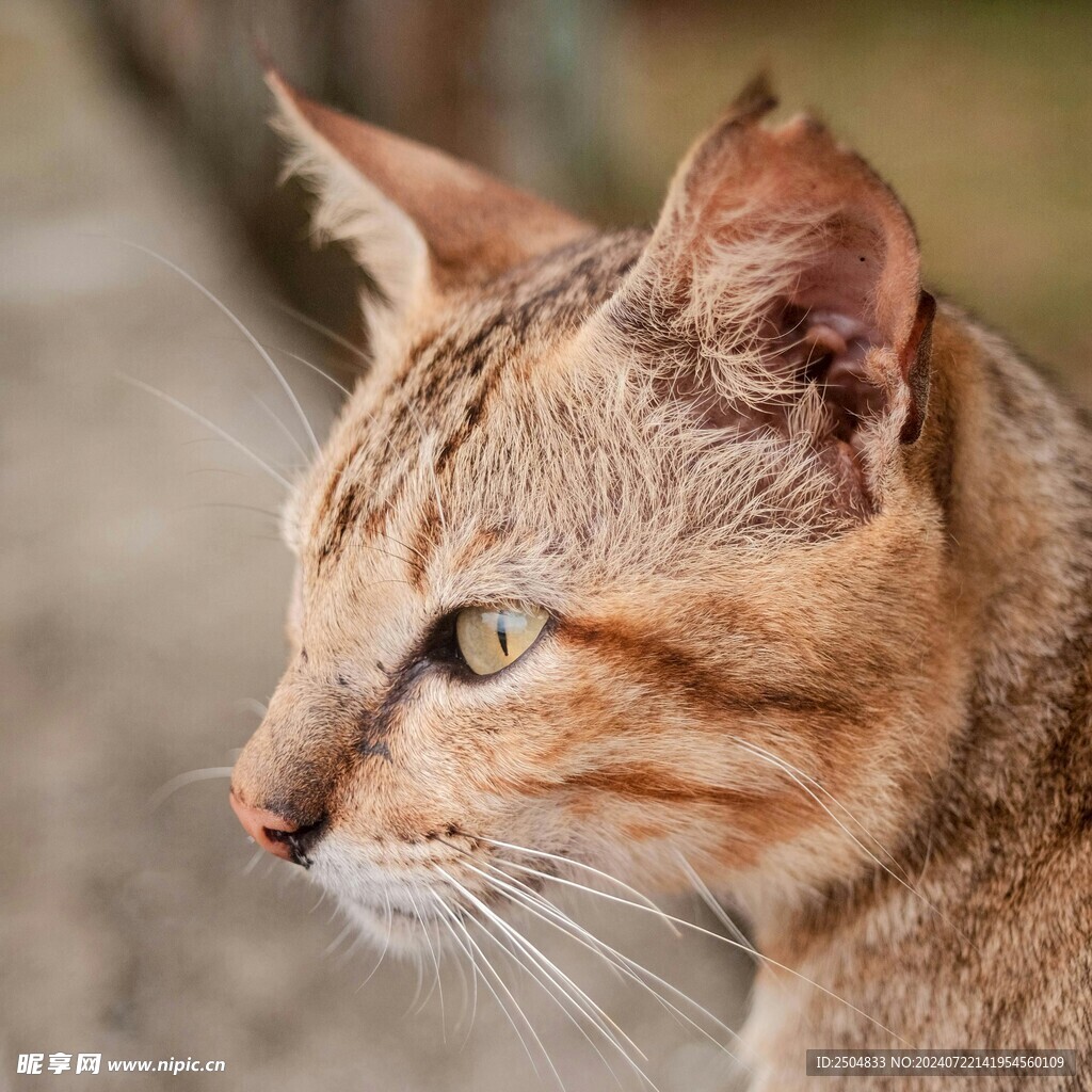 猫