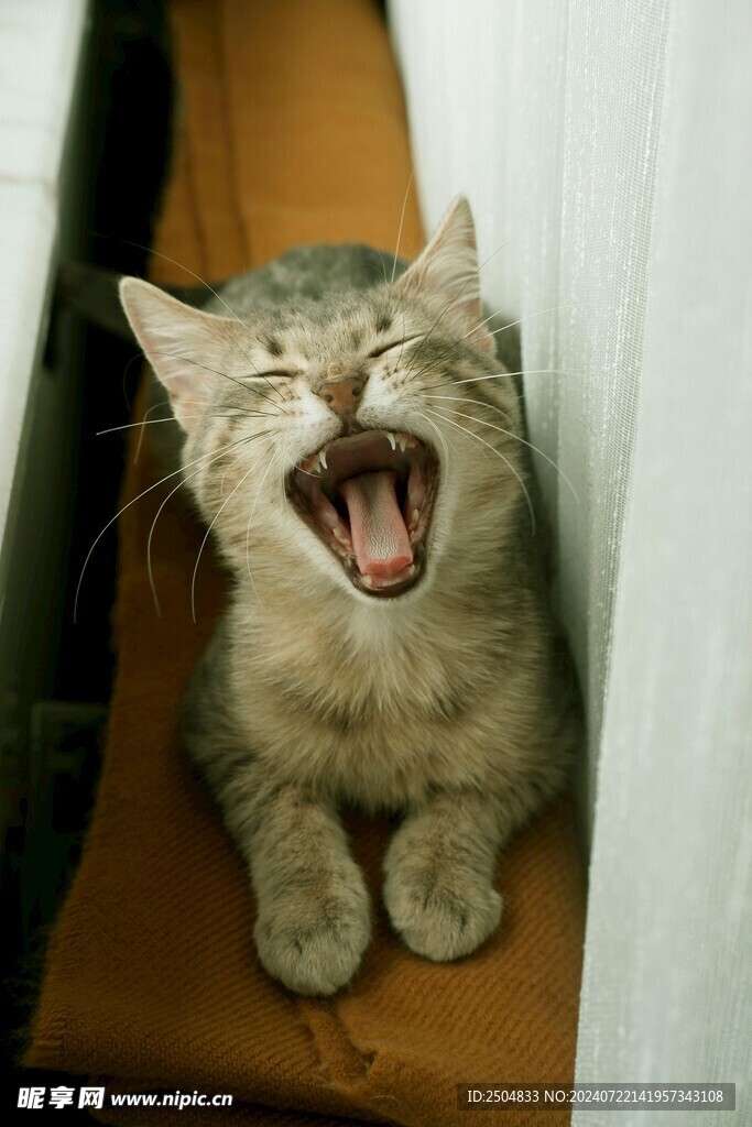 猫