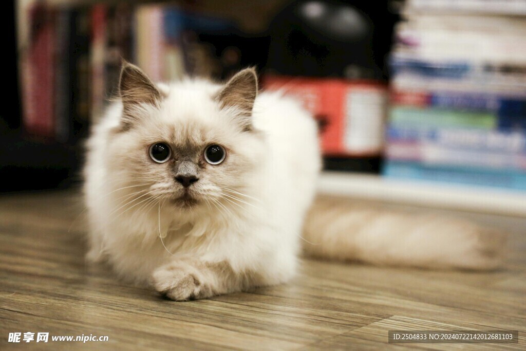 猫
