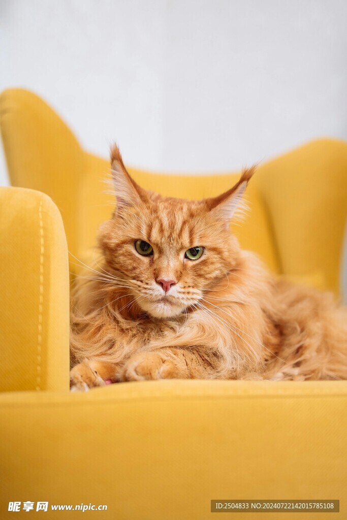 猫