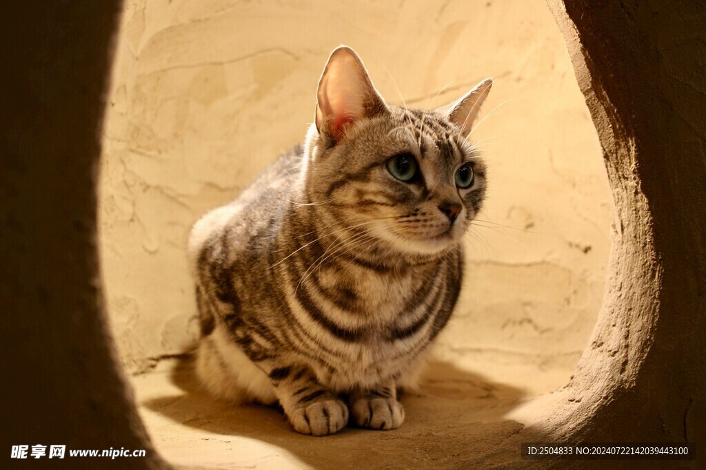 猫