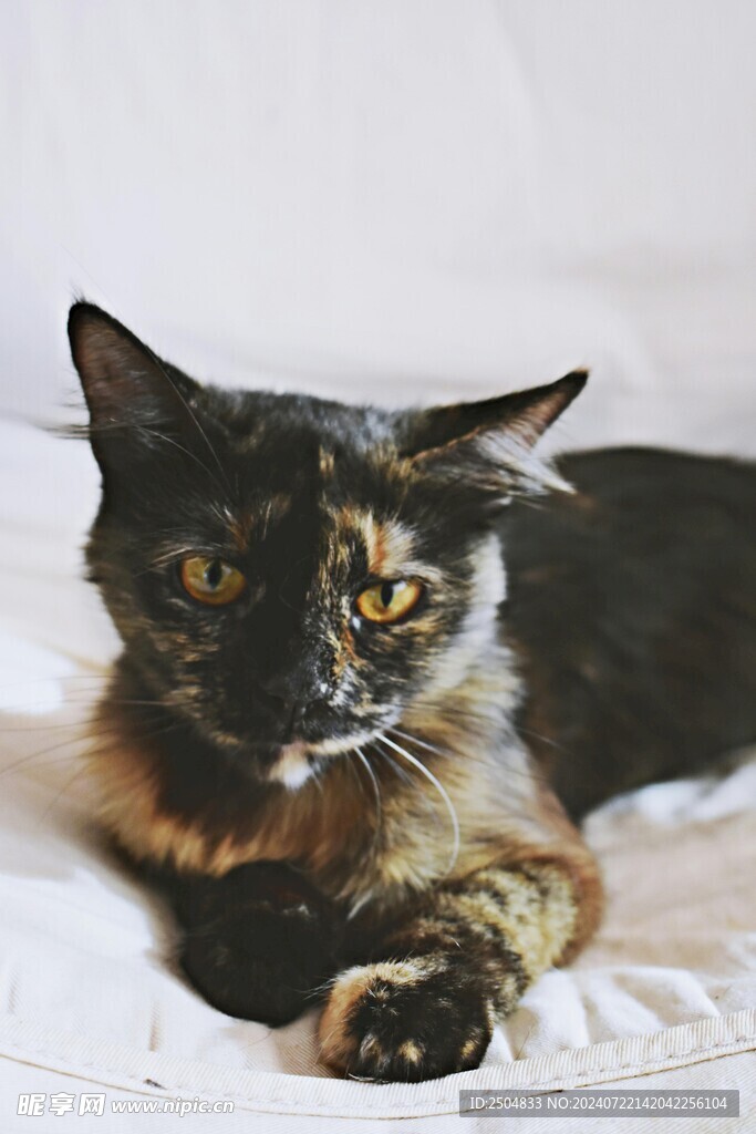 猫