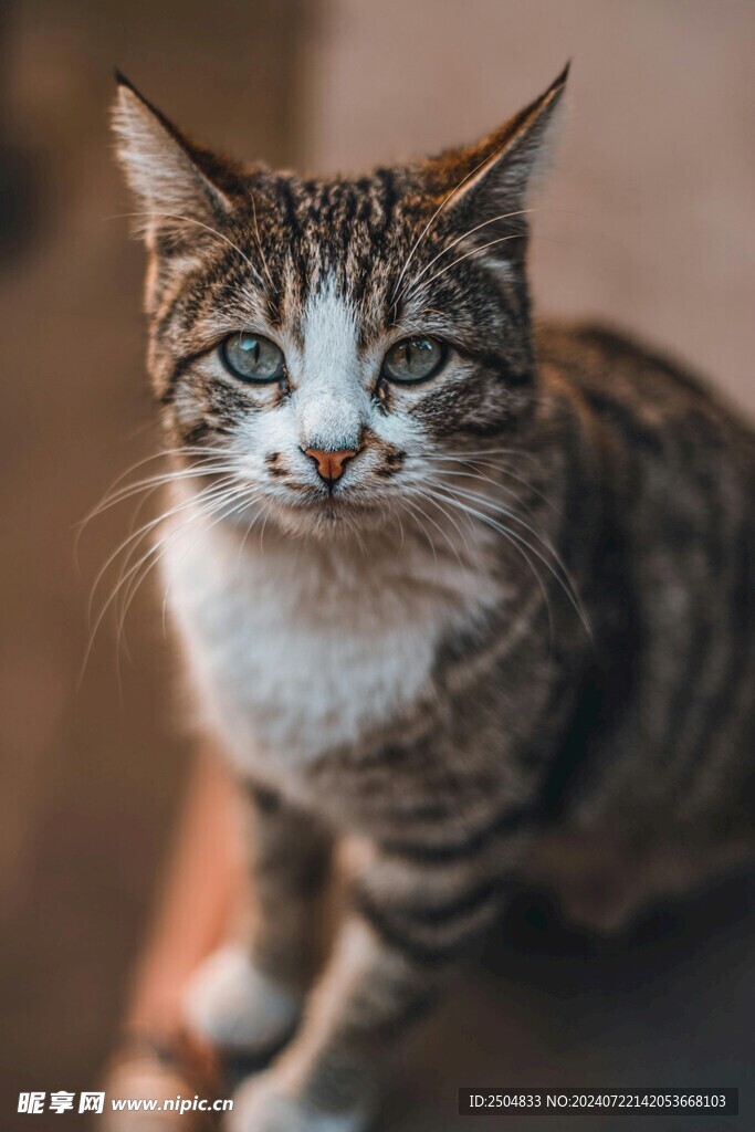 猫