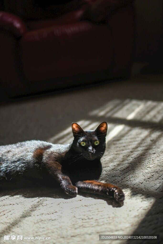 猫