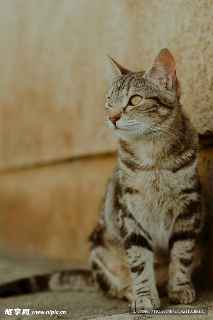 猫