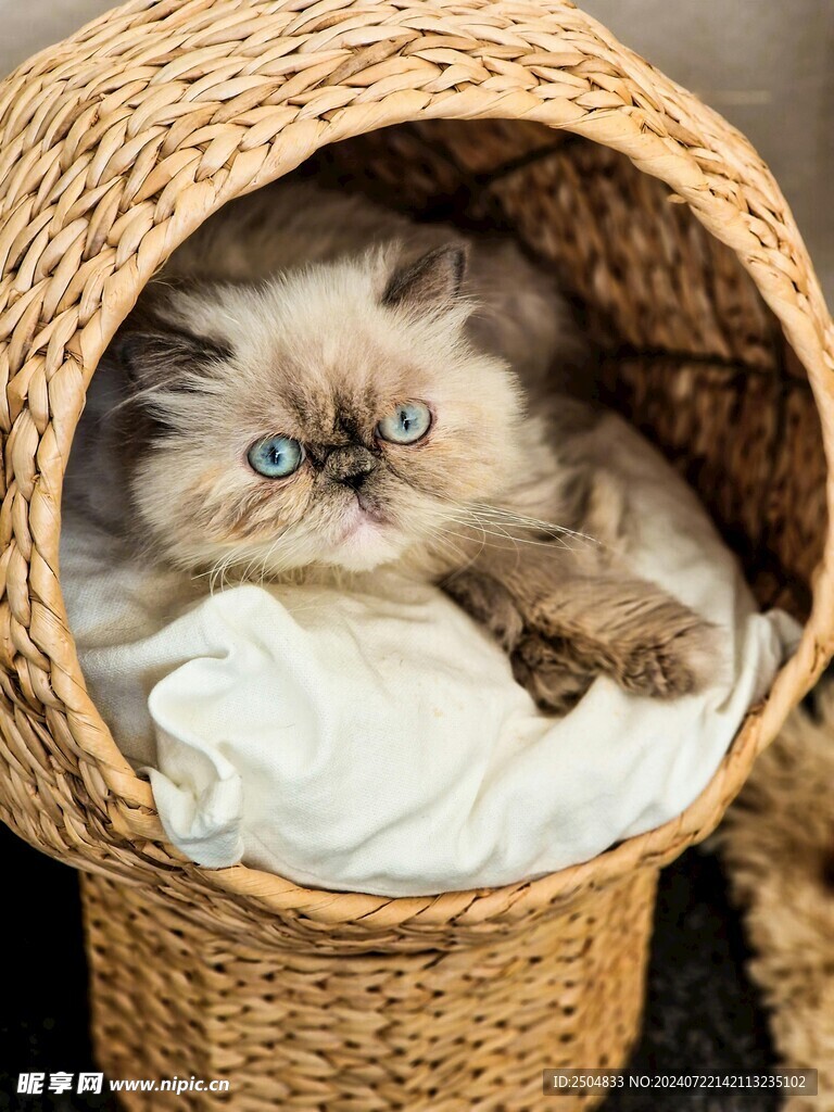 猫