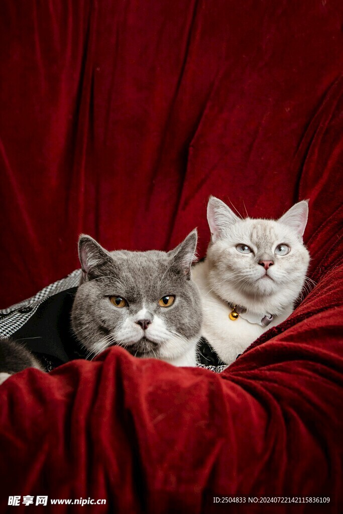 猫