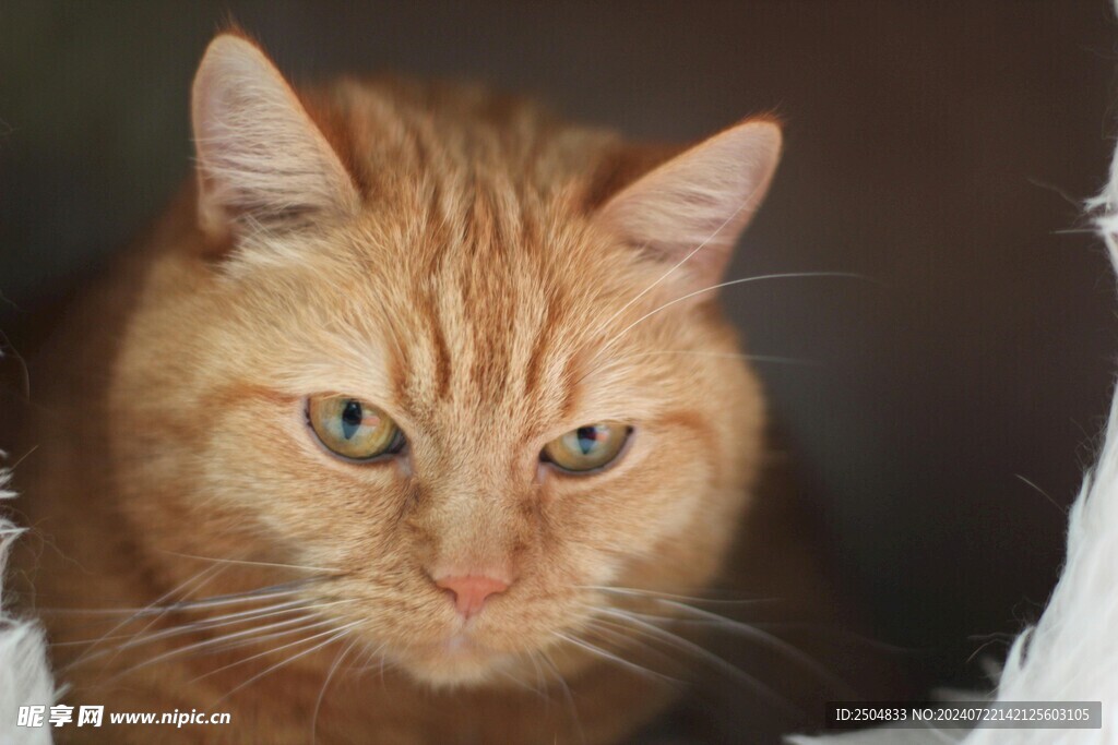 猫