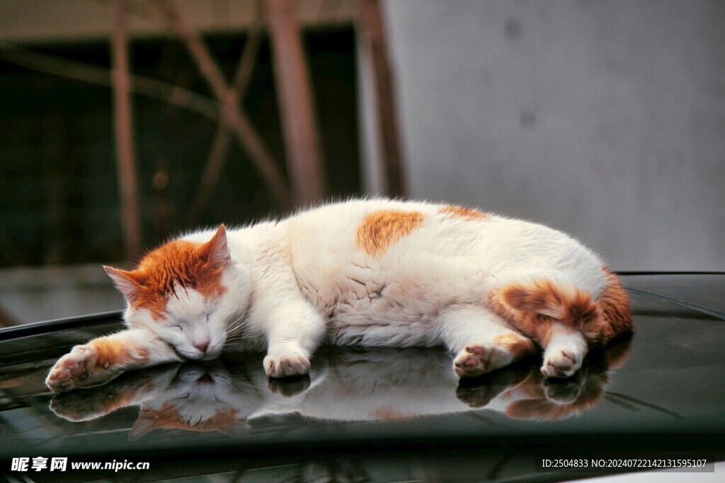 猫