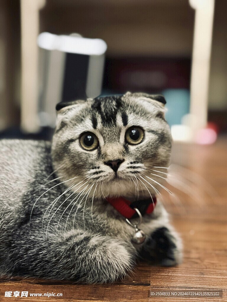 猫