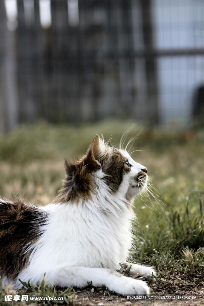 猫