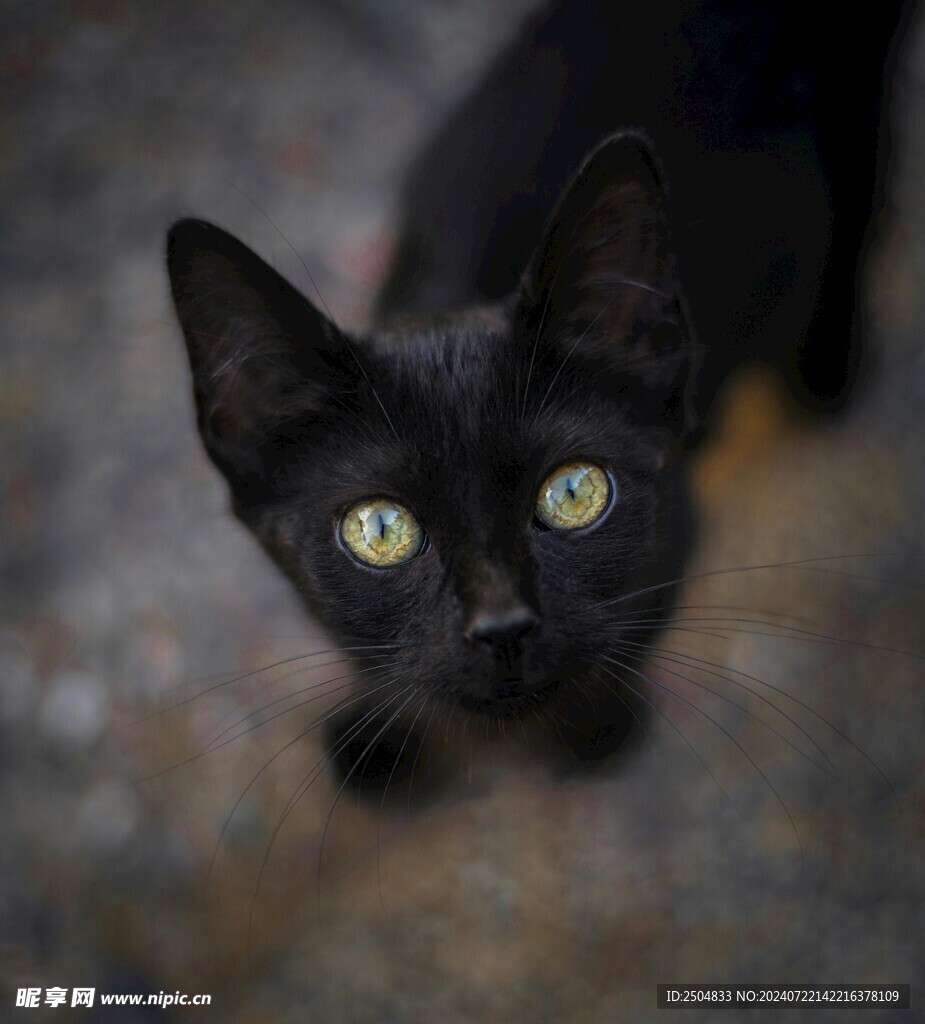 猫