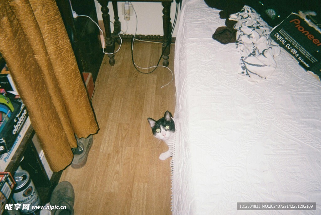 猫