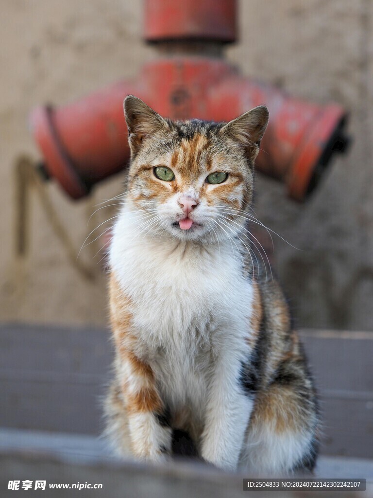猫