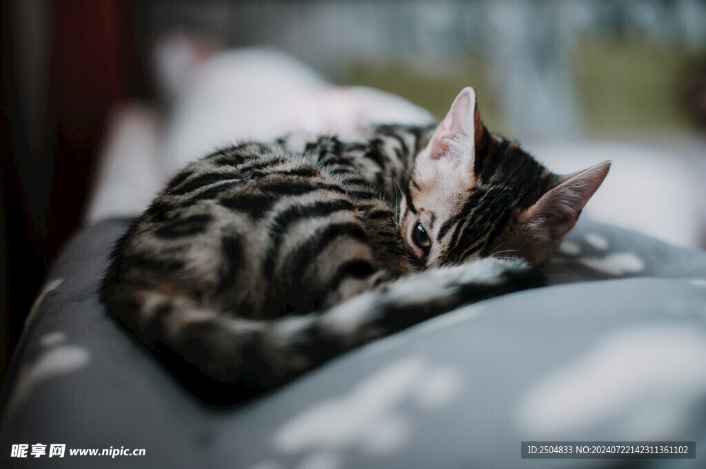猫
