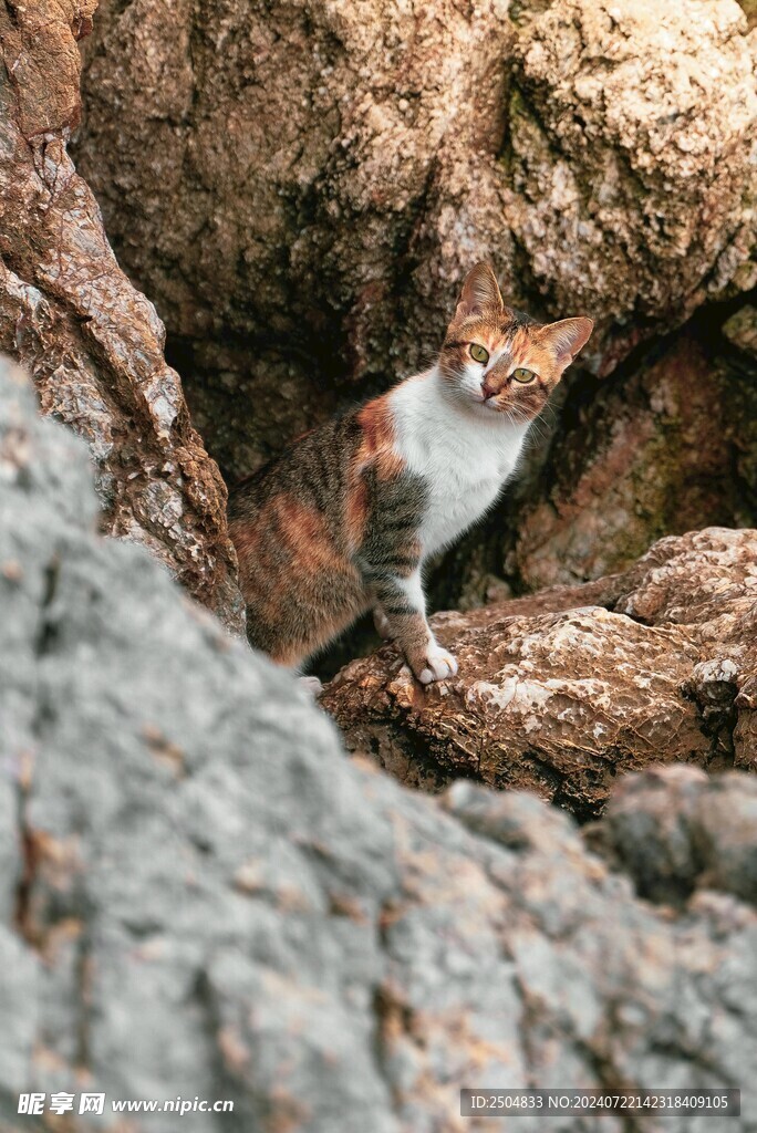 猫