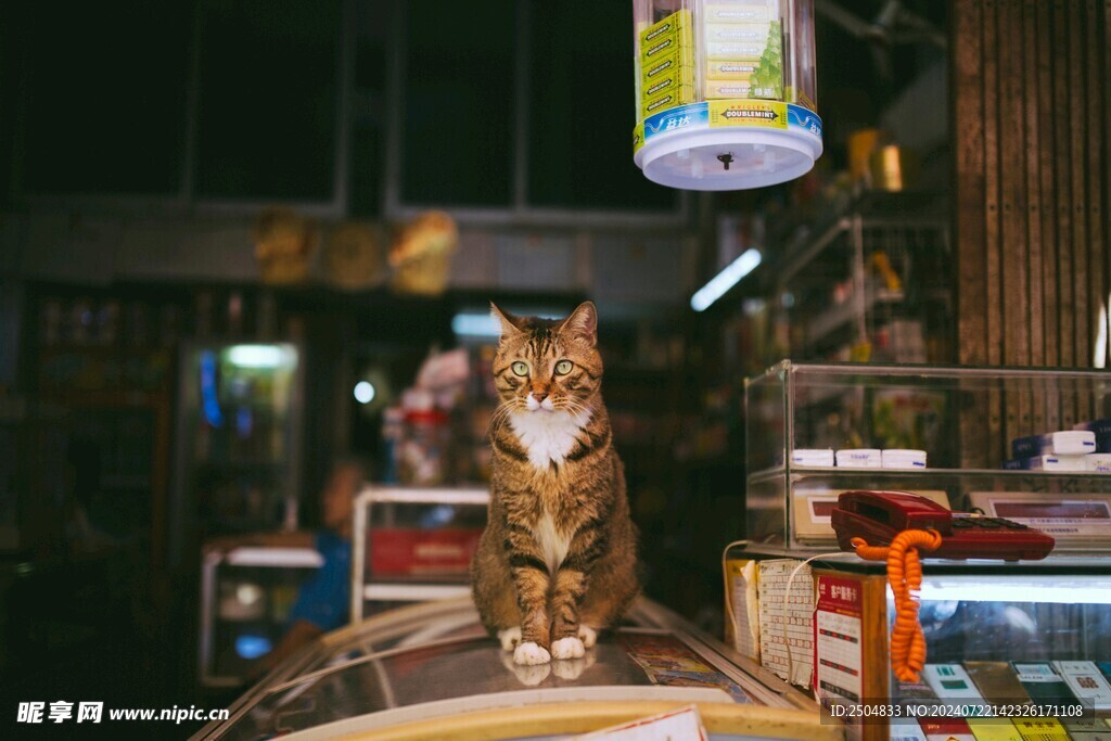 猫