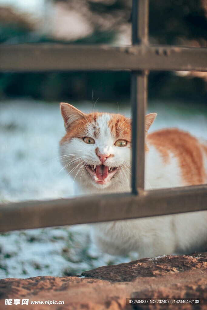 猫