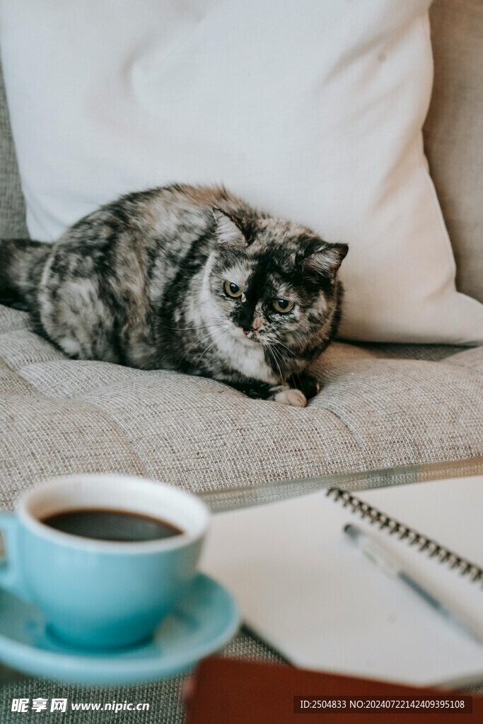 猫