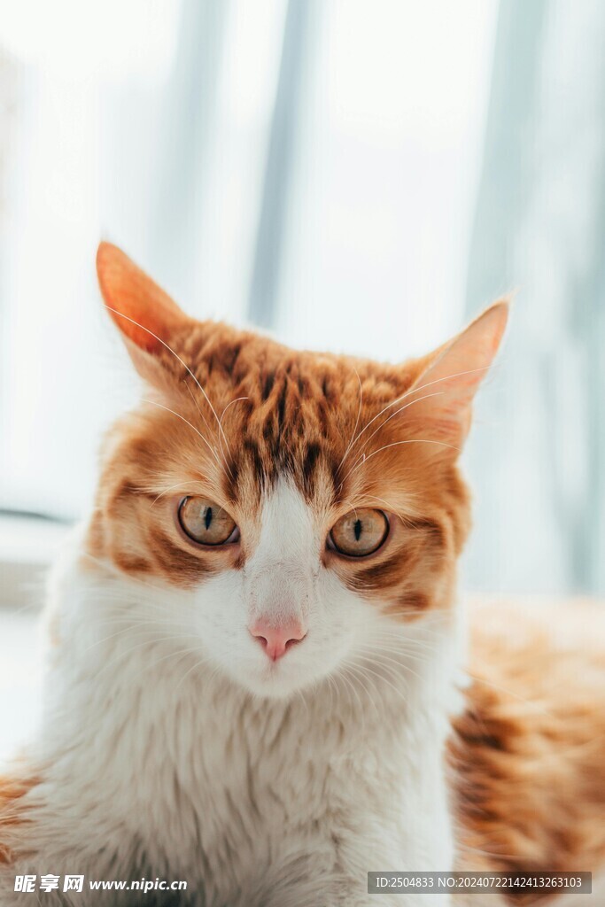 猫