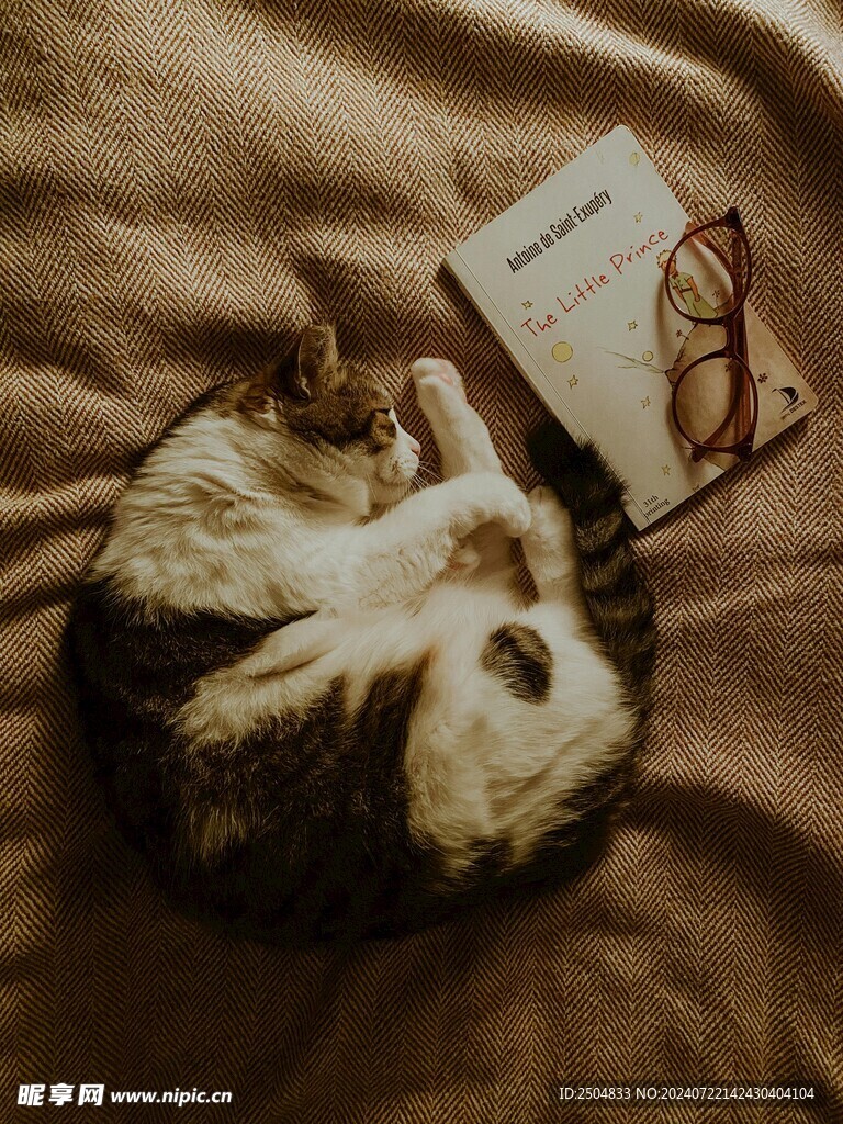 猫