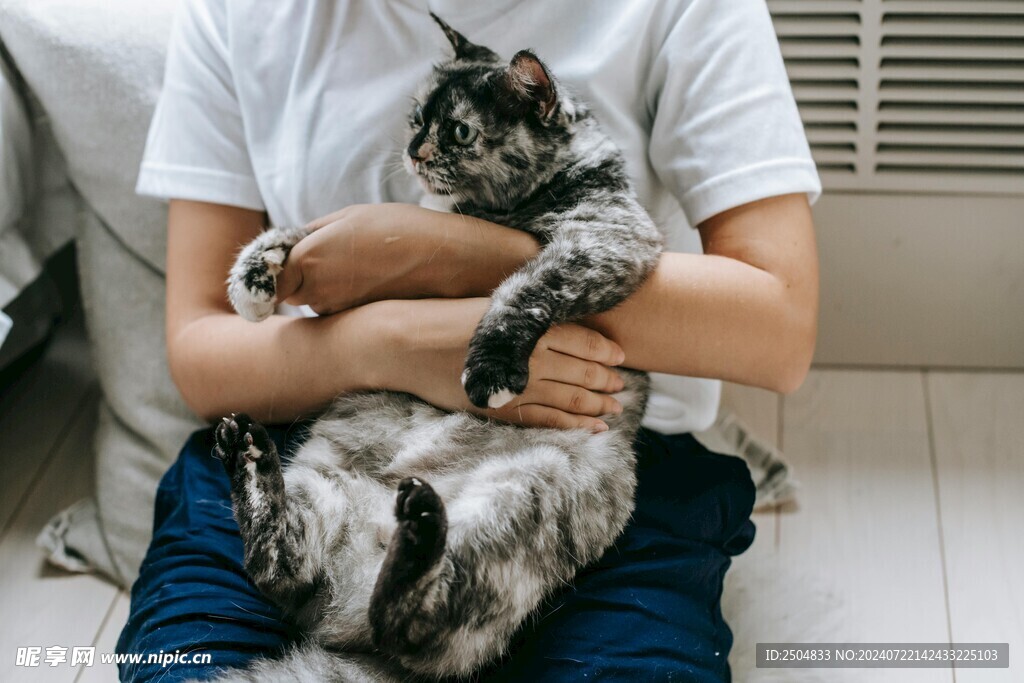 猫