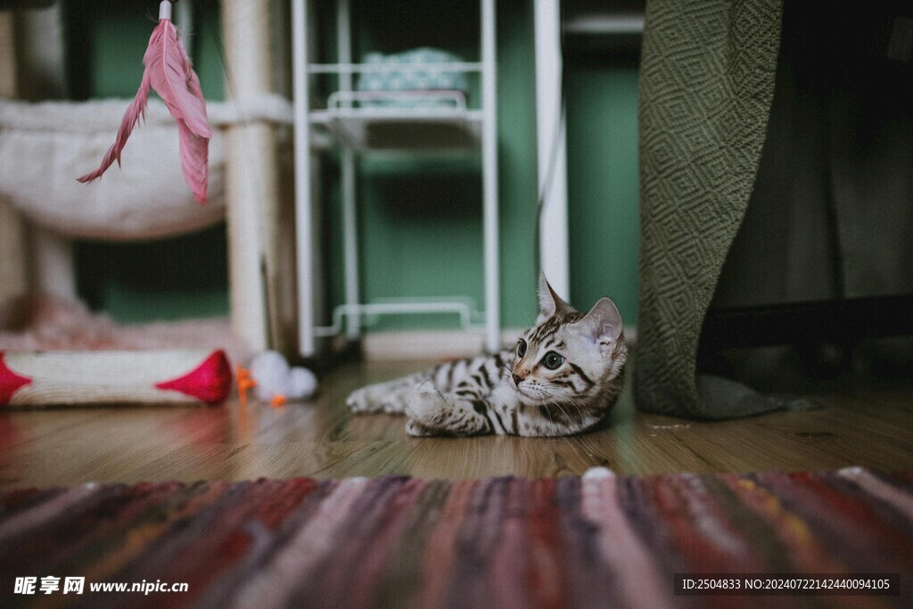 猫