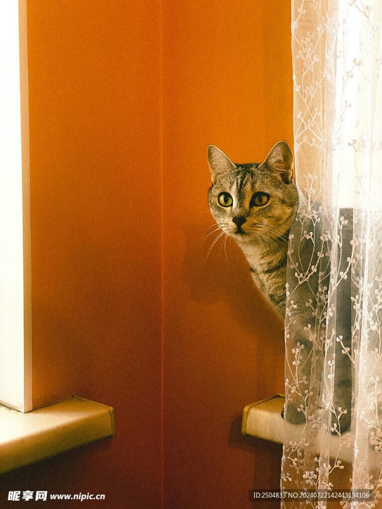 猫