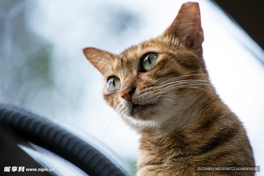 猫
