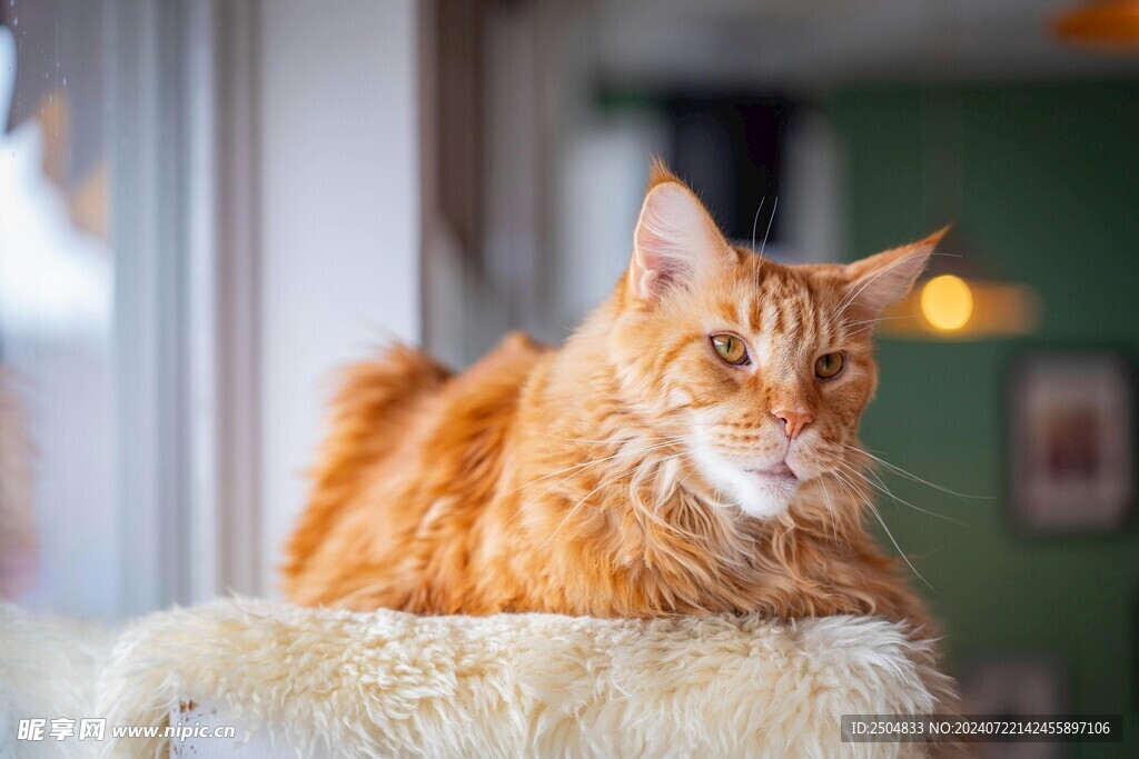 猫