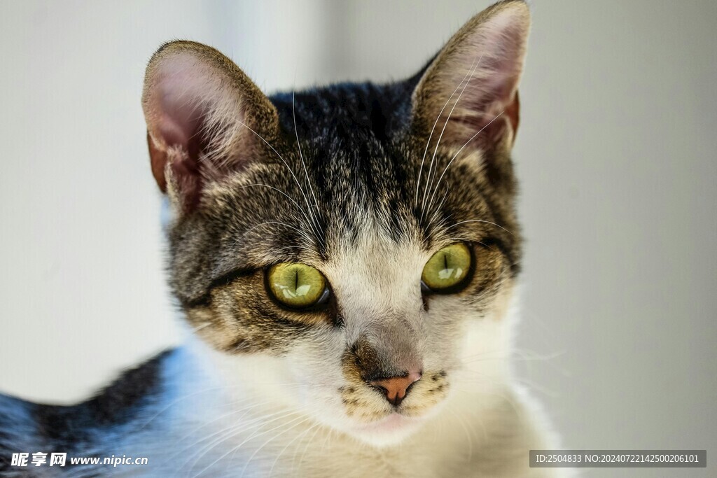 猫