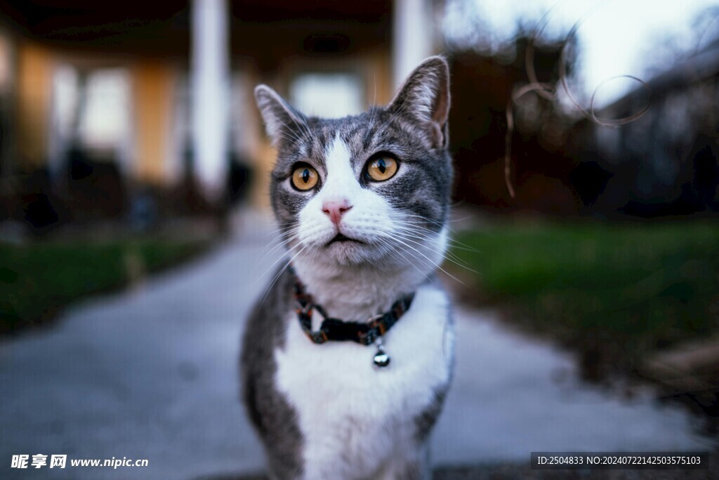 猫