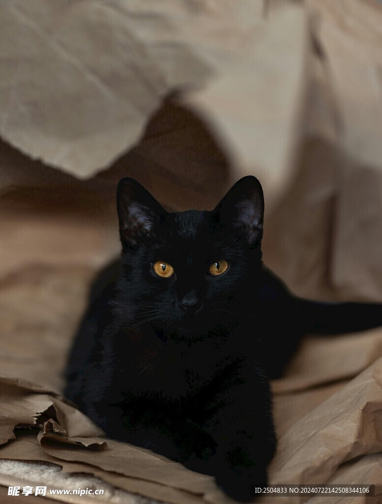猫