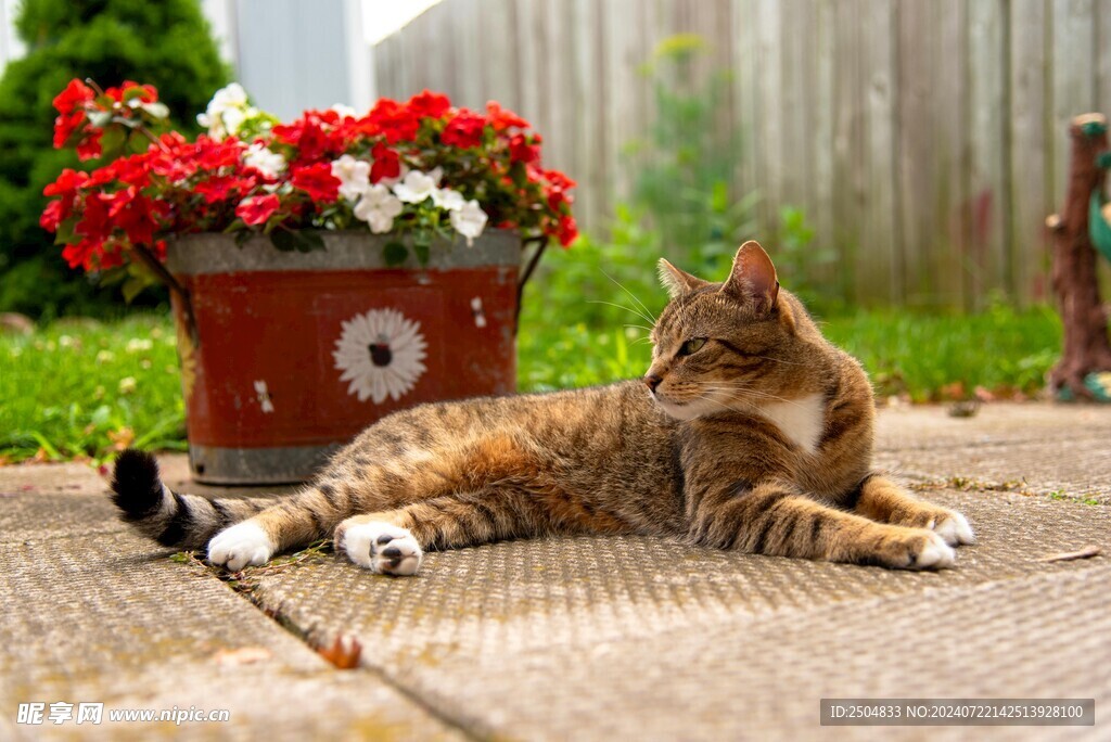 猫