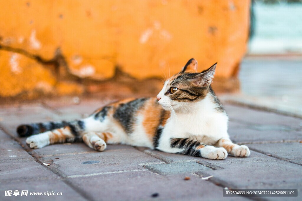 猫