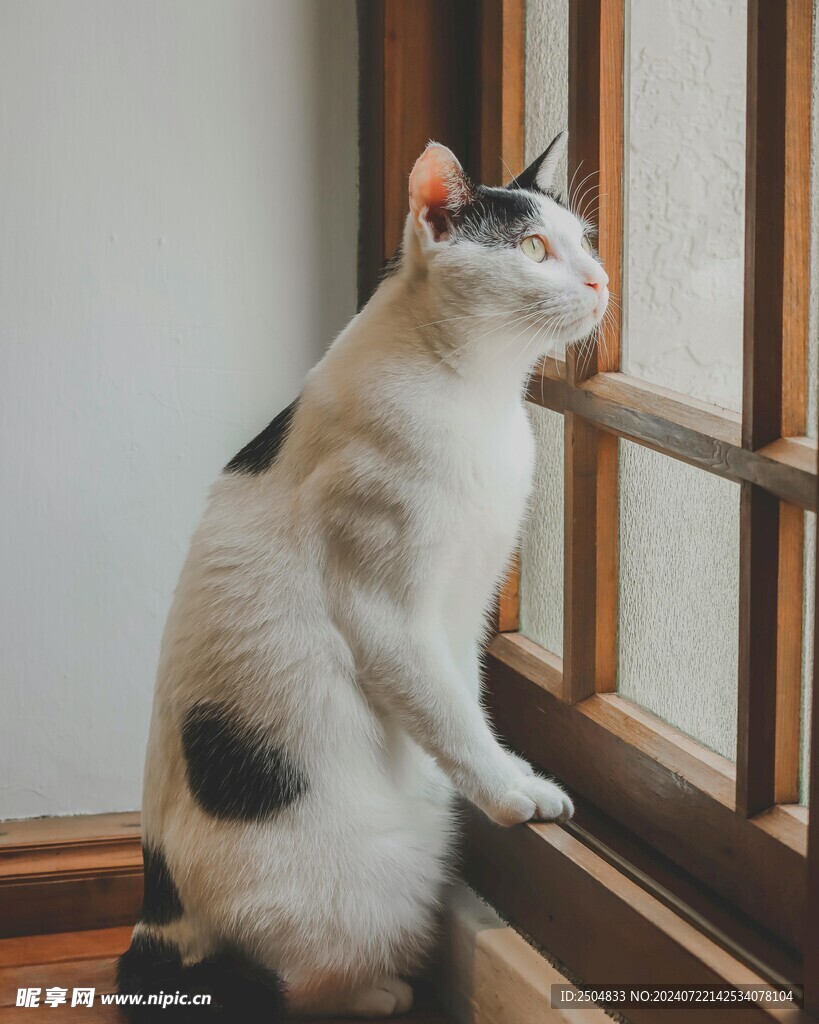 猫